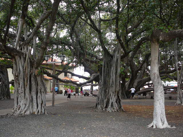 Hawwai  . 03 05 2009 Maui  Travel 011.jpg