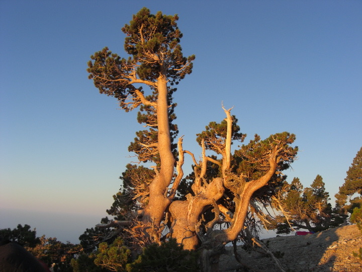 Baldy13.jpg