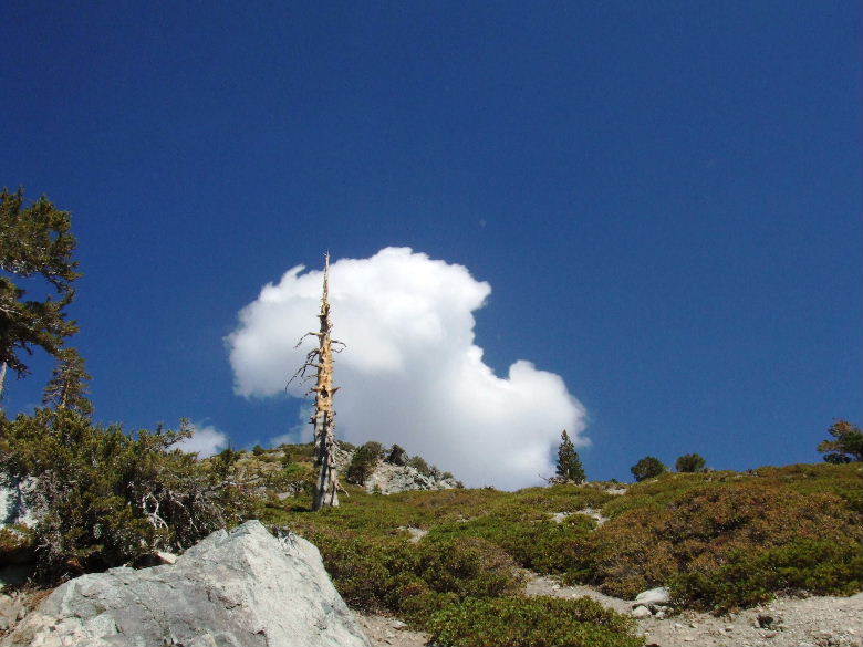 baldy92808%20024.jpg