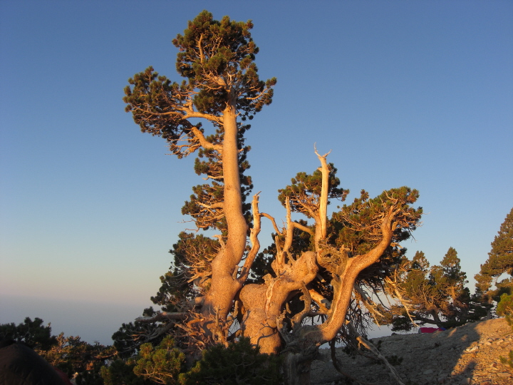 Baldy13.JPG