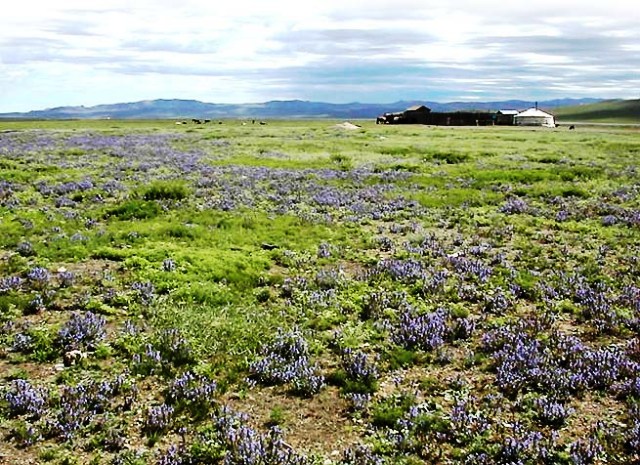 mongolia_21p_11.jpg
