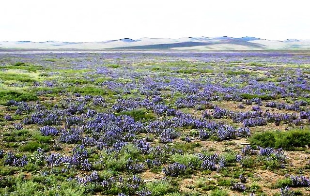 mongolia_21p_4.jpg