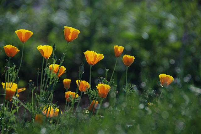 flower2.jpg