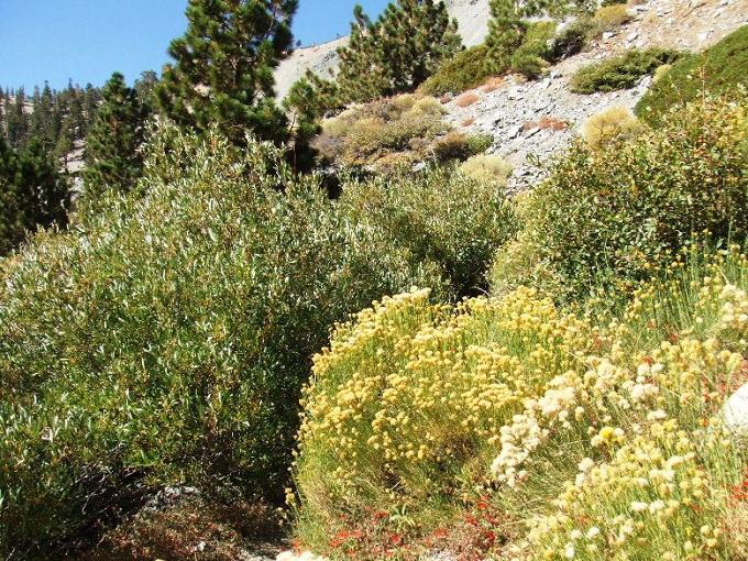 baldy92808%20015.jpg