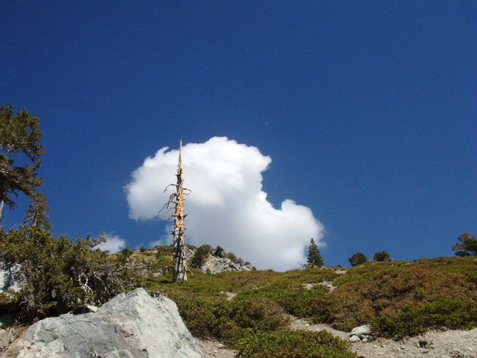 baldy92808%20024.jpg