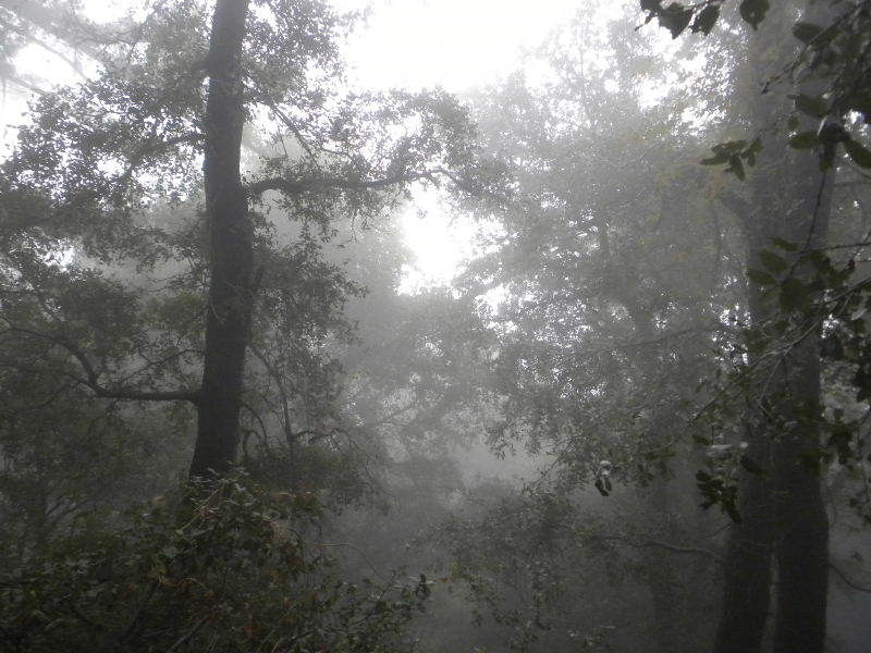 Mt_Wilson102410%20022.jpg