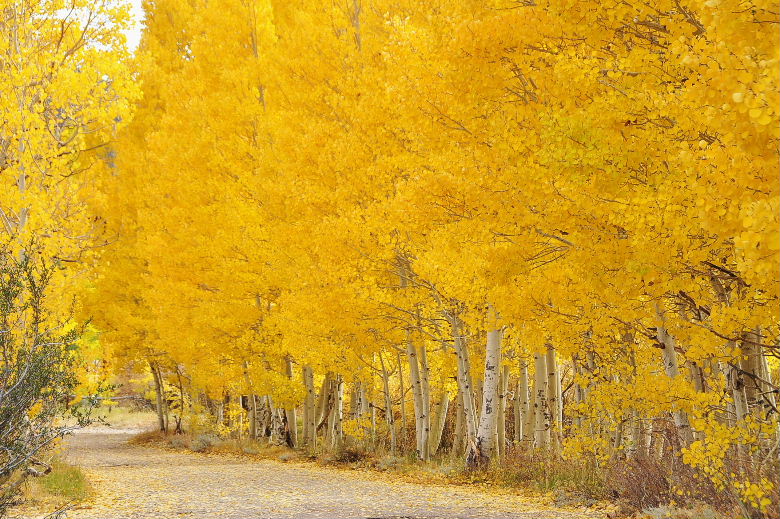 bishop102011 172.JPG
