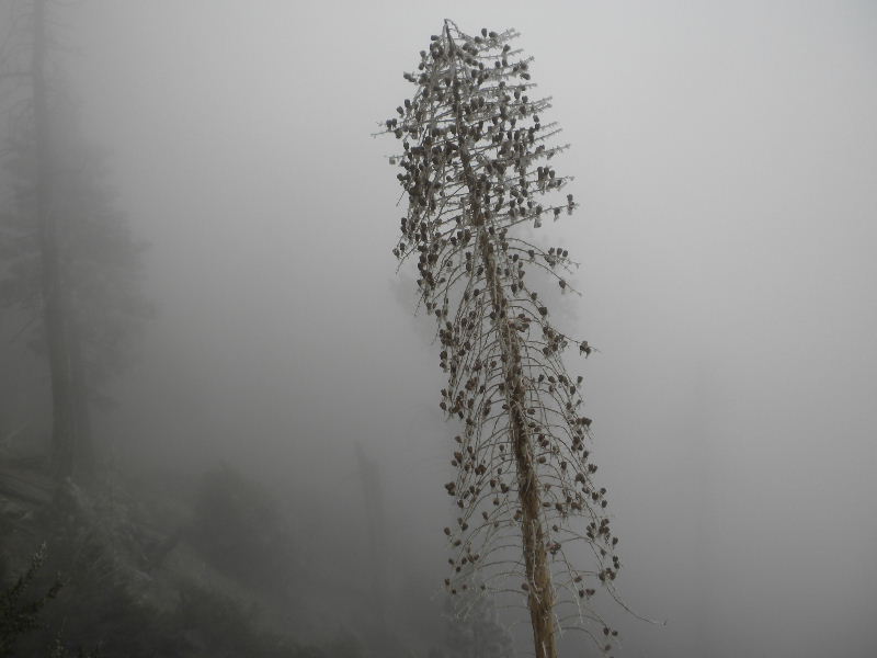 baldy120609 074.jpg