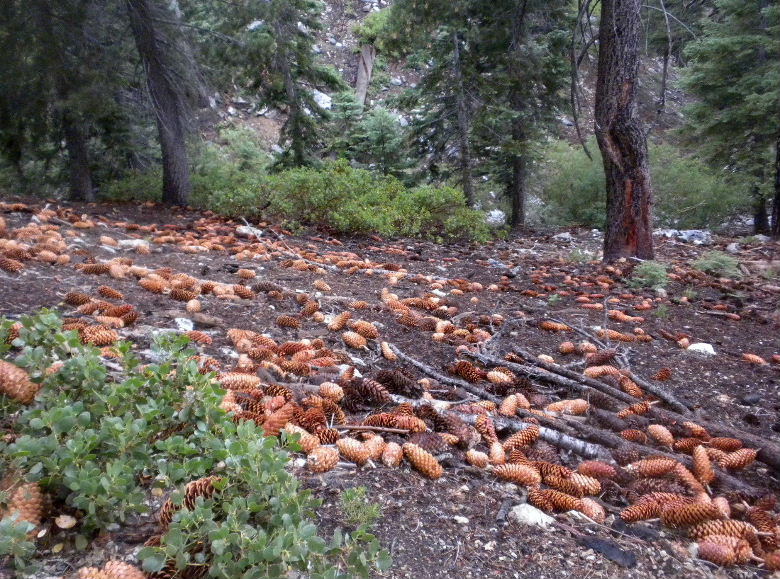 timber73111 040.JPG