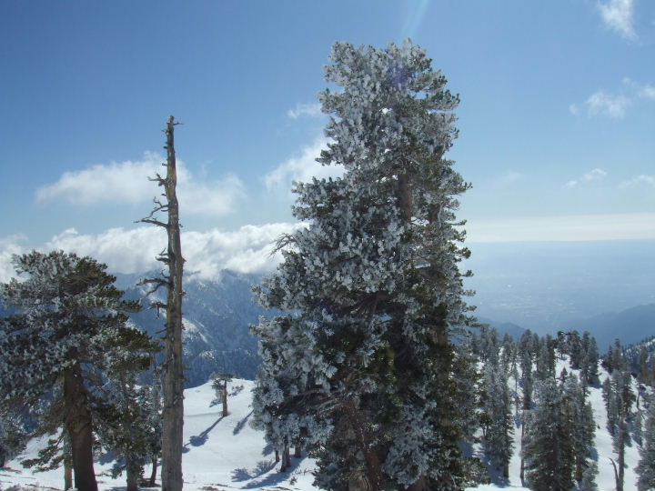 baldy010409 029.jpg