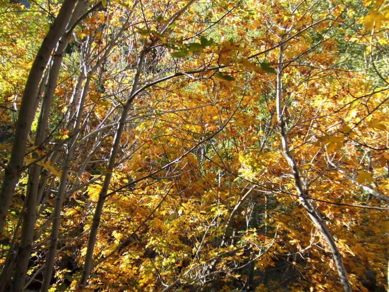 cucamongapeak101809 021.jpg