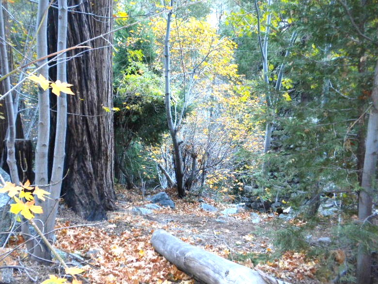 cedar103011 024.JPG