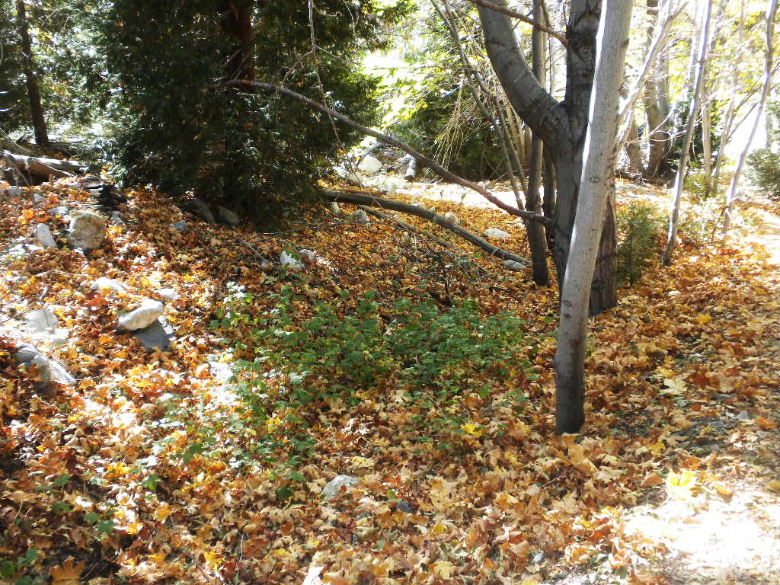 cedar103011 081.JPG