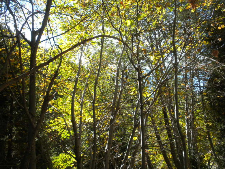 cedar103011 082.JPG