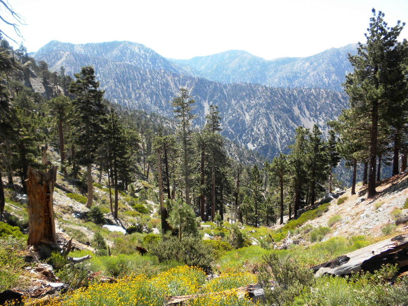 baldy8909 021.jpg