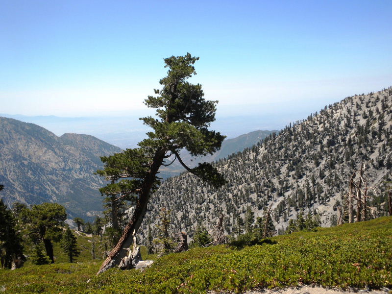 baldy8909 028.jpg