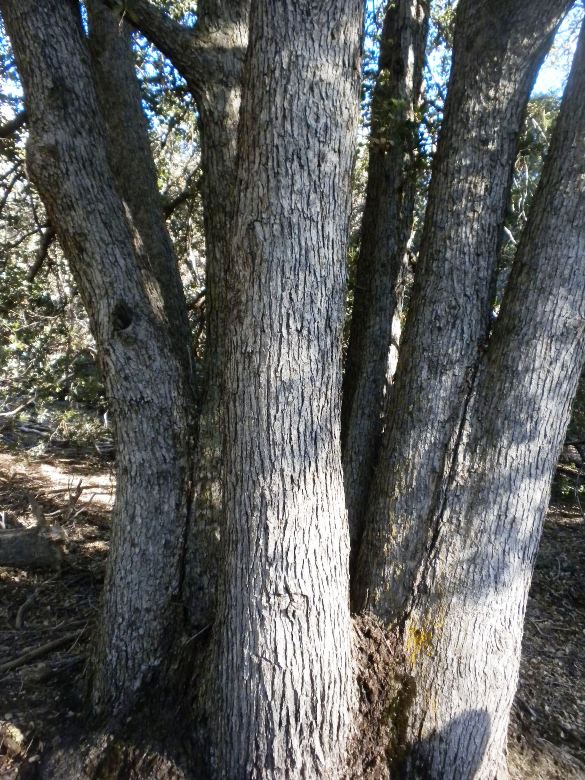 dobbscanyon12311 047.jpg