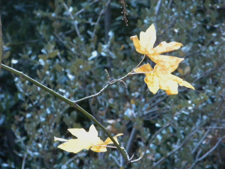 3t110109 064.jpg