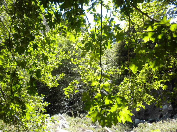 bighorn709 041.jpg