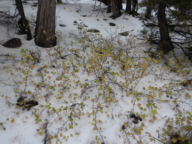 twinpeak111311 024.JPG