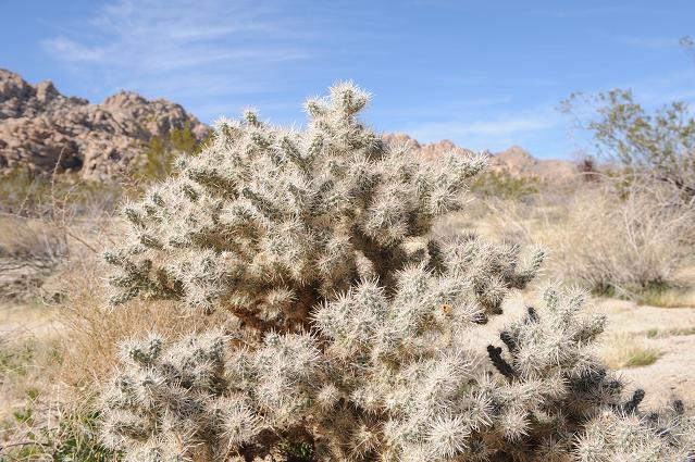 DSC_8461.JPG