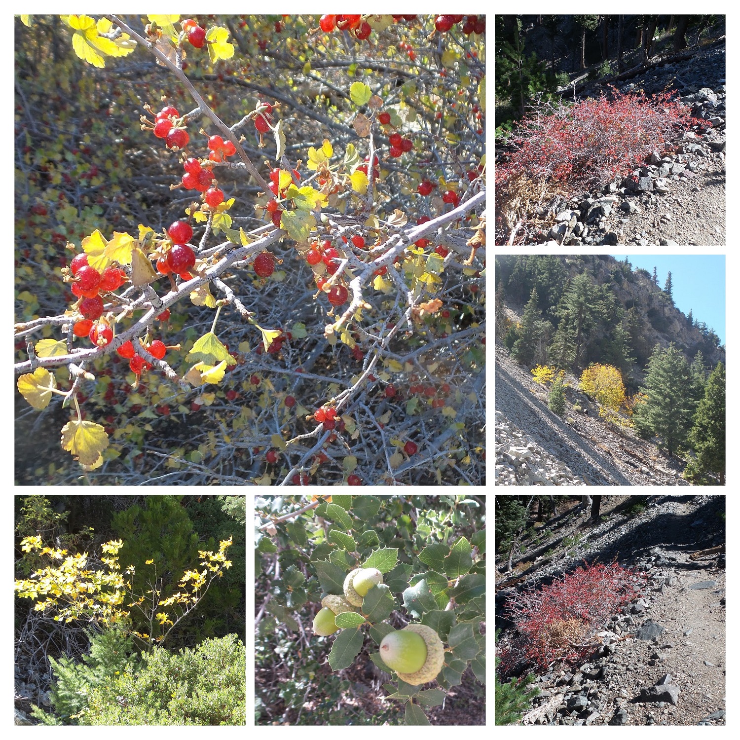 20161003_095102-COLLAGE.jpg