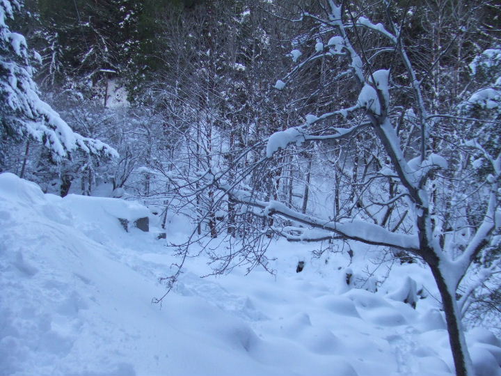 Copy of Timber122108 015.jpg