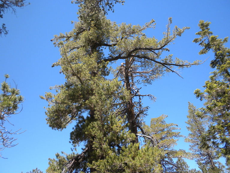 badenpowell0609 095.jpg