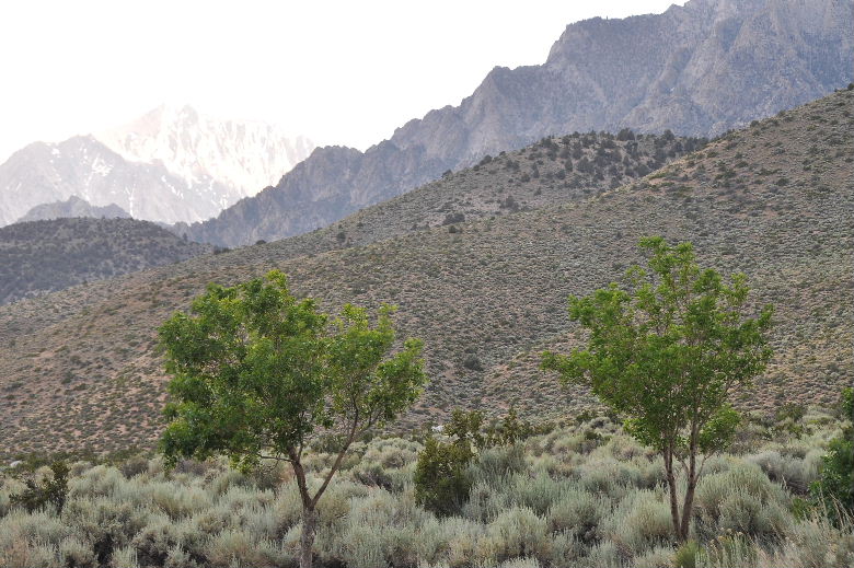 onionvalley711N 085.JPG