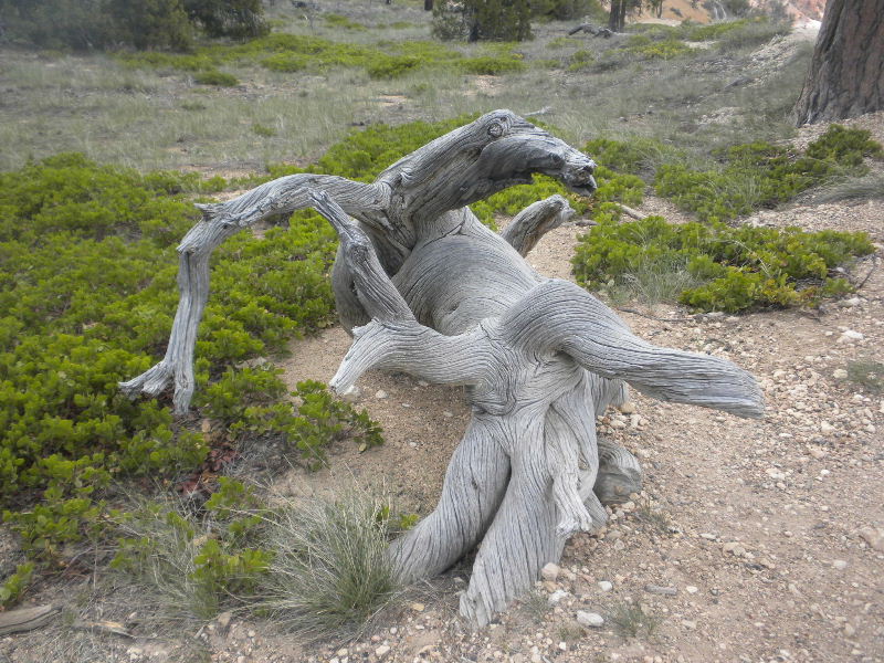 brycecanyon511s 137.JPG